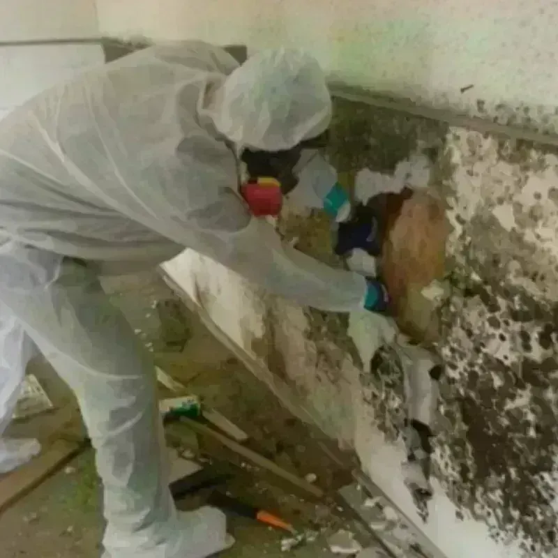 Mold Remediation and Removal in Windsor, VT